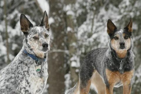 Dingo & Velcro - Australian Cattle Dogs Blue heeler dogs, Au