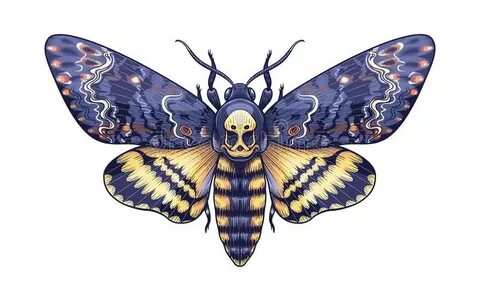 Death Moth Illustration