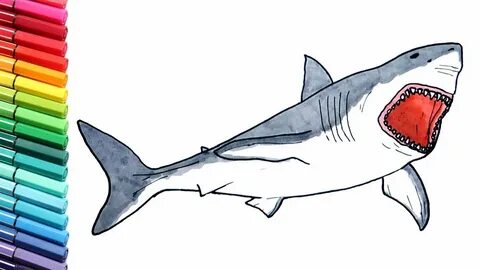 Shark Drawing and Coloring Pages for Children - Megalodon Di