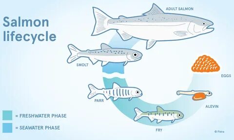 Fry Salmon Life Cycle Related Keywords & Suggestions - Fry S