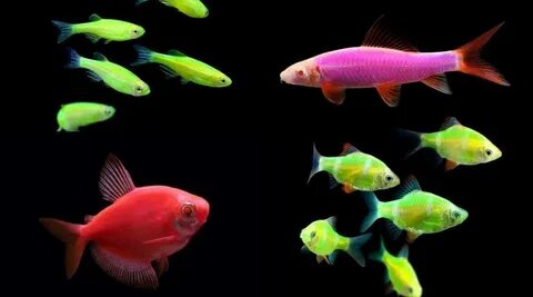 Глофиш рыбки: фото, виды, содержание, совместимость, уход