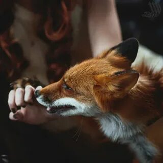Imagen de fox Fox, Animals friends, Red fox