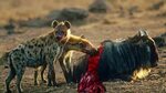 Eaten Alive #1 - Leopard eats Warthog Hyena eats Wildebeest 