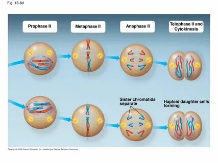 The Cell Cycle Cell division results in genetically identica