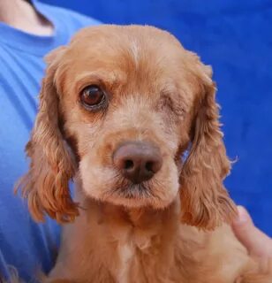 Nevada SPCA Animal Rescue: Bailey, a rescued Cocker Spaniel 