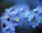 Online Jigsaw Puzzle - Forget-Me-Not