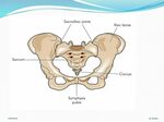 Anatomy of the Female Pelvic Organs - ppt download