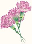 Carnation Flower Pencil Drawing