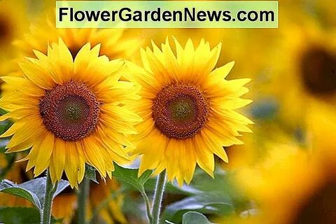 Helianthus annuus 'Arikara' (Common Sunflower) 🌹 Tips Bergun