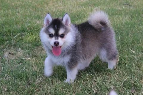 25+ Pomsky Puppies Pictures and Images Pomsky puppies, Puppi