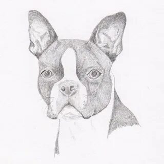 Boston Terrier Drawing at PaintingValley.com Explore collect