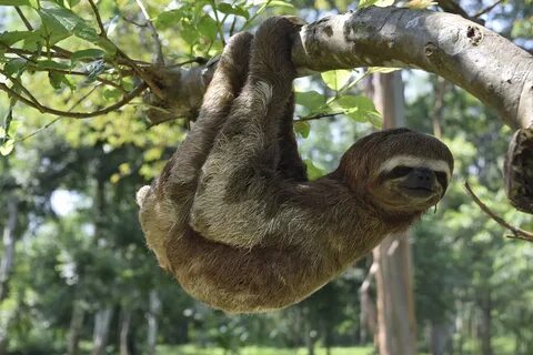 Futrzaki z pazurkiem: Koala i Sloth marki Zoologist Recenzje