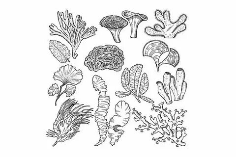 Corals and underwater plants in ocean or aquarium. Vector ha
