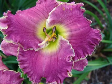 C images Guidry's Daylily Garden