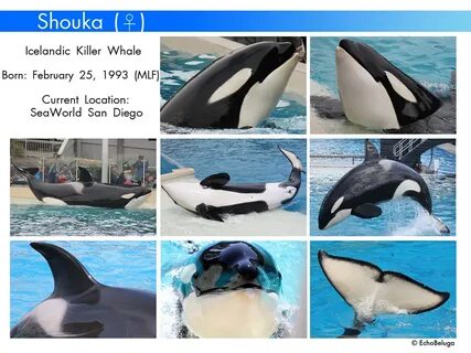 Shouka ID Chart She now lives at SeaWorld San Diego but I . 