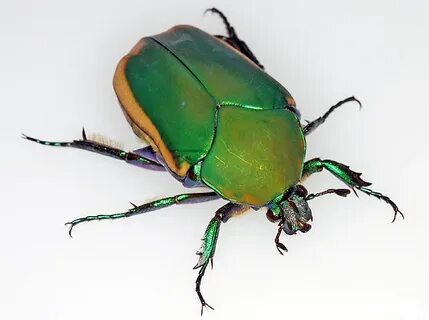 Collection of Bug HD PNG. PlusPNG