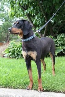 Daisy - Small Black & Tan Coonhound mix with one eye - ADOPT