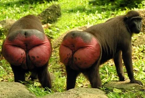 Why Are Monkey Butts So Colorful? Popular Science
