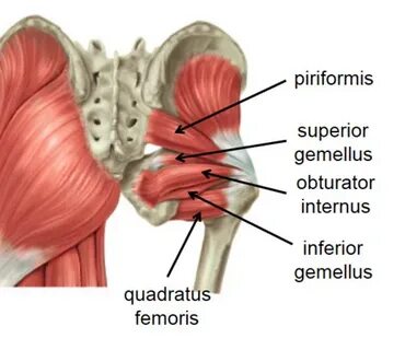 Gemellus superior muscle:- Samarpan Physiotherapy Clinic Ahm