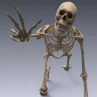 realistic human skeleton rigged 3d lwo Human skeleton, Moon 