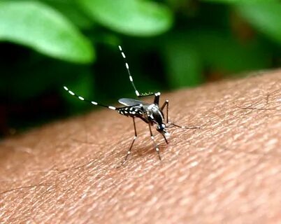 Mosquito set-Picture:cjfdhabfbc