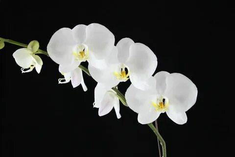 Орхидея белая махровая - 34 фото