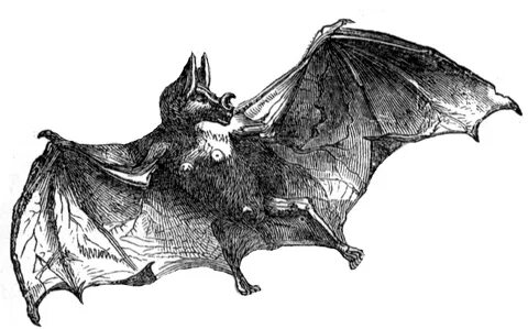 Pictures of Vampire Bat on Animal Picture Society