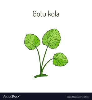 Gotu kola - medicinal plant Royalty Free Vector Image