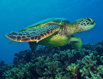 Hawaiian Green Sea Turtle on da reef Hawaiian sea turtle, Gr
