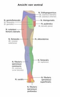 n cutaneus femoris intermedius