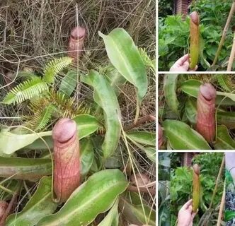 The Penis Plant - Album on Imgur