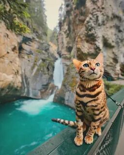 Foto: Suki, Si Kucing yang Suka Traveling - Foto 2