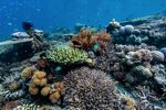 The Sixth Status of Corals of the World: 2020 Report - GCRMN