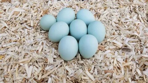 Blue/ Black/ Splash Ameraucana - The Pasture Farms