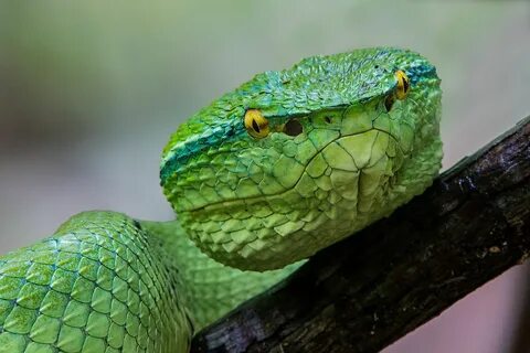 What're you staring at! Animals, Pit viper, Viper snake