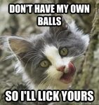 Don’t Have Own Balls So I Will Lick Yours Funny Cat Meme Ima