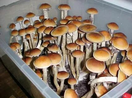 Pictures Psilocybe cubensis "B+" - SPECIES AND STRAINS OF EN