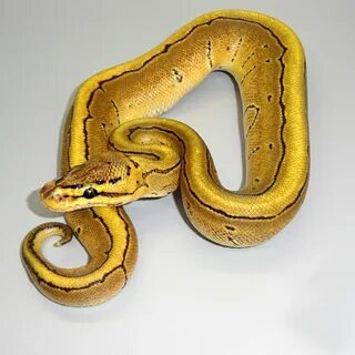 Vanilla Pinstripe Ball Python - hatchling