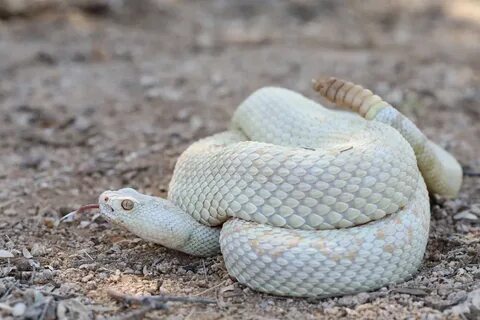 Weird Animals в Твиттере: "A leucistic Mohave rattlesnake.(P