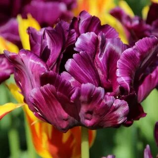 Tulip 'Victoria's Secret' Tuinieren