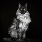 Оборотень!: гигантский кот мейн-кун заставил соцсети благого