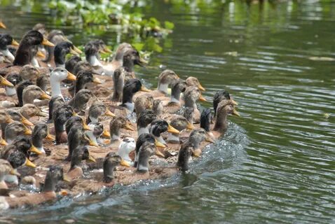 Flock of ducks on the river free image download