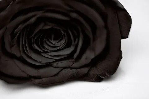 Rosas negras Florpedia.com