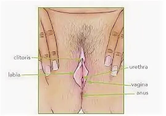 Diagram Of Female Groin Area : Pin On Art