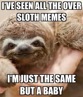 He is Kermie he is a baby sloth meme - AhSeeit