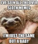 List of best sloth - AhSeeit