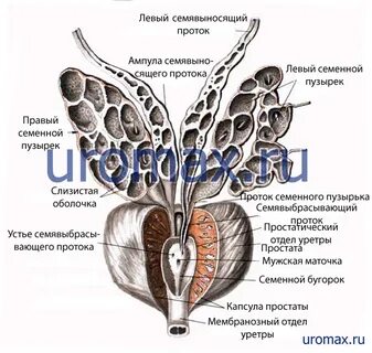 Общие вопросы урологии