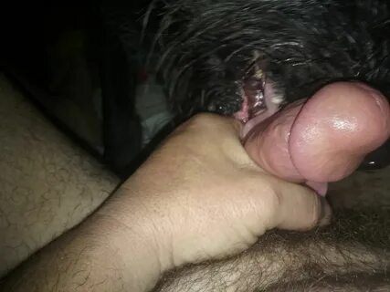 Guy cums from dog pussy - Best adult videos and photos