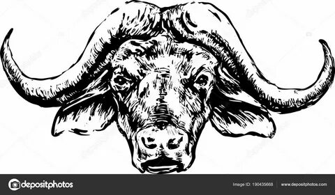 Buffalo head on a white background Stock Vector Image by © G