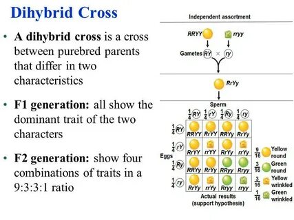 Patterns of Inheritance - ppt video online download